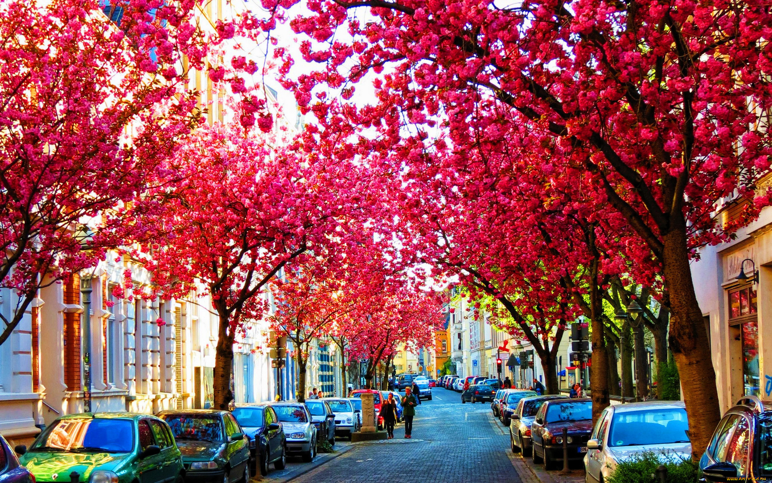 bonn, germany, , - ,  ,  